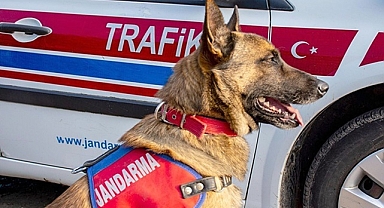 Jandarma Narkotik köpeklerinden kaçamadılar