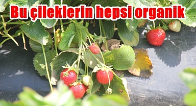 Bu çileklerin hepsi organik