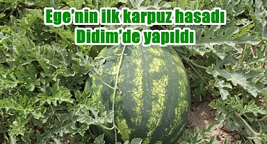Ege'nin ilk karpuz hasadı Didim'de