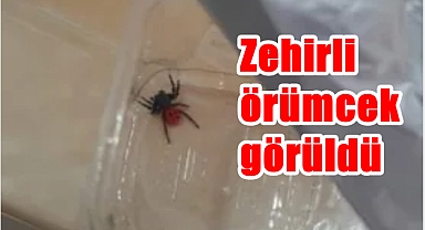 Zehirli örümcek görüldü