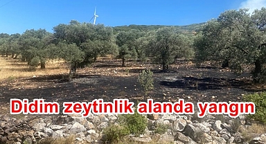 Didim zeytinlik alanda yangın