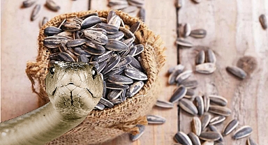 Çekirdek paketinin içinden yılan kafası çıktı