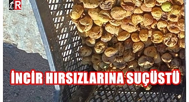 İNCİR HIRSIZLARINA SUÇÜSTÜ