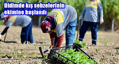 DİDİM’DE KIŞ SEBZELERİNİN EKİMİNE BAŞLANDI
