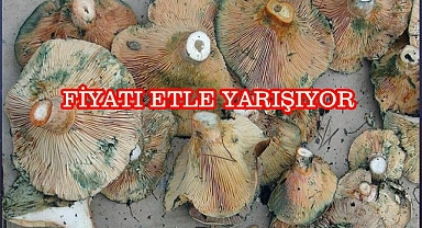 Çıntar (Doğal Mantar)