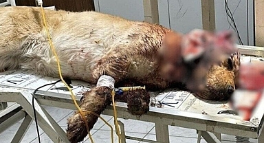 İki kulağı kesilerek ölüme terk edildi
