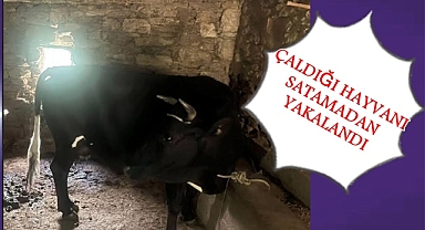 ÇALDIĞI HAYVANI SATAMADAN YAKALANDI
