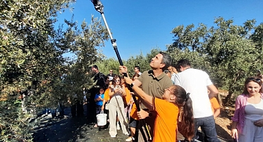 Festival öncesi Didim’de zeytin hasadı yapıldı