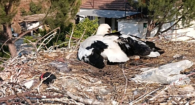 AVŞARLI YAVRU KURTARILDI