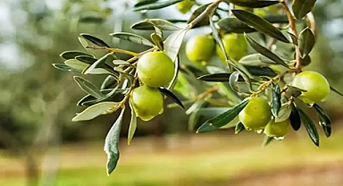 ZEYTİN FESTİVALİ BAŞLIYOR