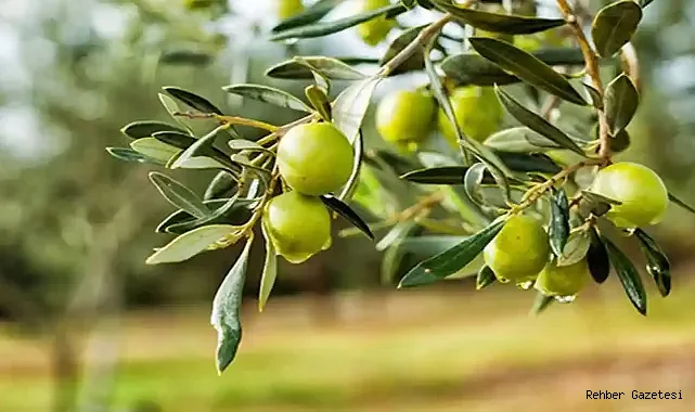 ZEYTİN FESTİVALİ BAŞLIYOR