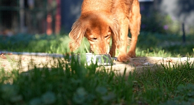 DİDİM BELEDİYESİ’NDEN CAN DOSTLARI İÇİN ANLAMLI İŞ BİRLİĞİ