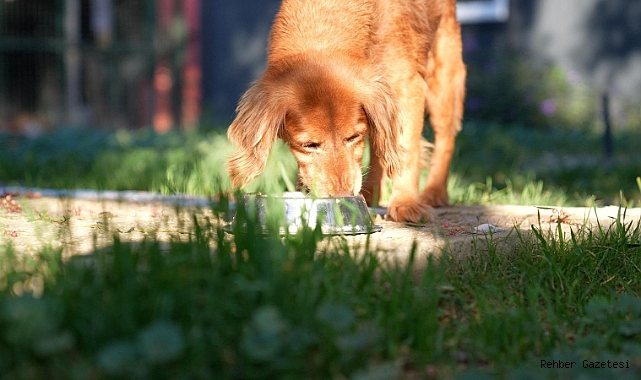 DİDİM BELEDİYESİ’NDEN CAN DOSTLARI İÇİN ANLAMLI İŞ BİRLİĞİ